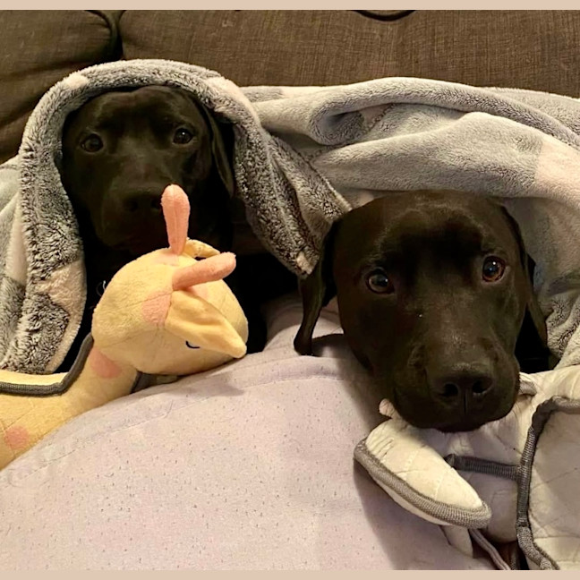 Photo of Dallas & Dexter   7 Year Old Dachshund X