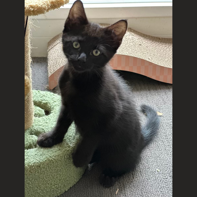 Photo of Otis