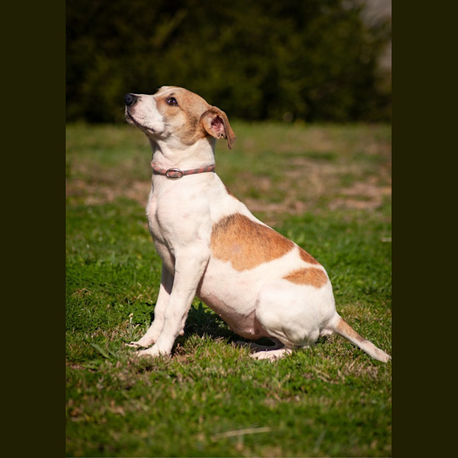 Photo of Sadie