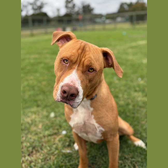 Photo of Duke