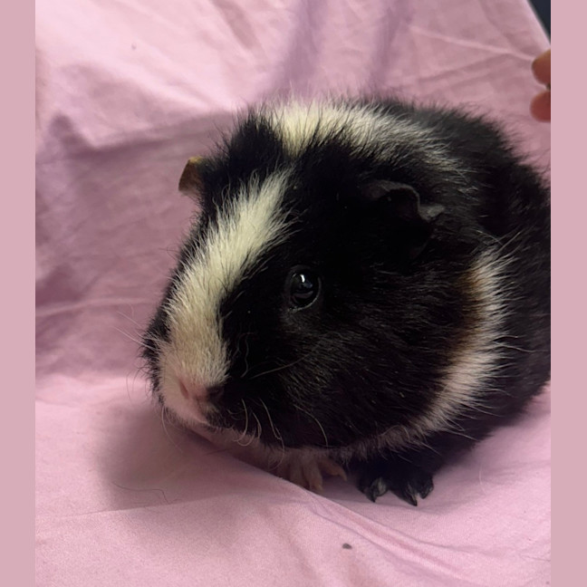 Photo of Truffle