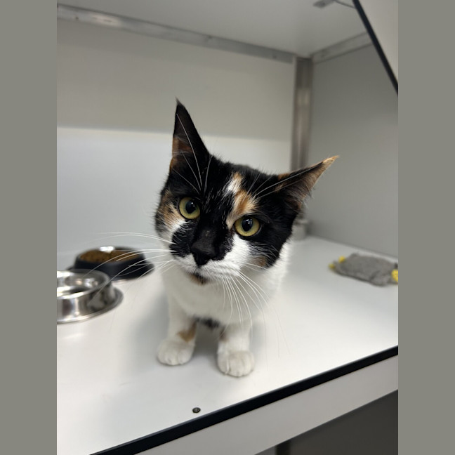 Photo of Cookie