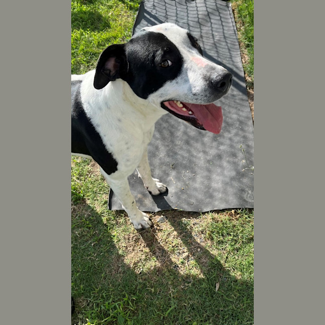 Photo of Bingo (4471)