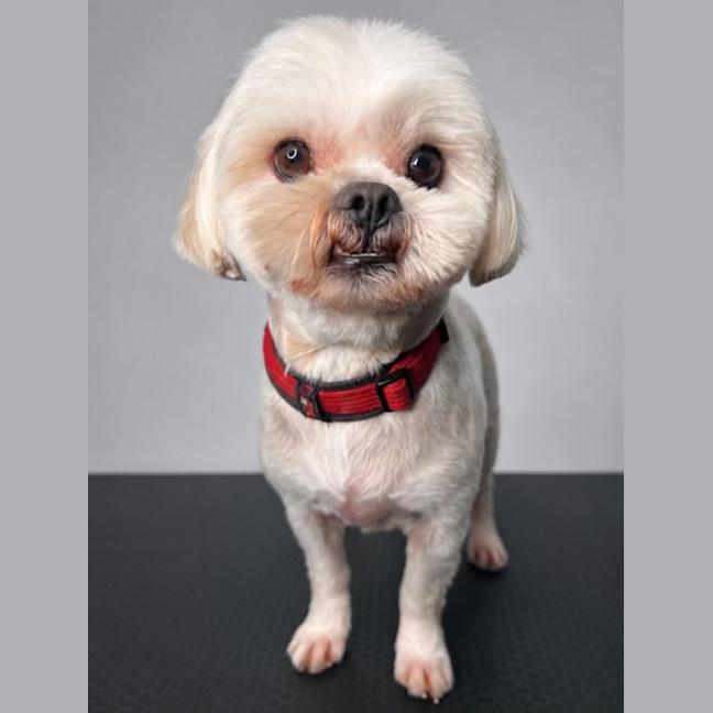 Photo of Ollie