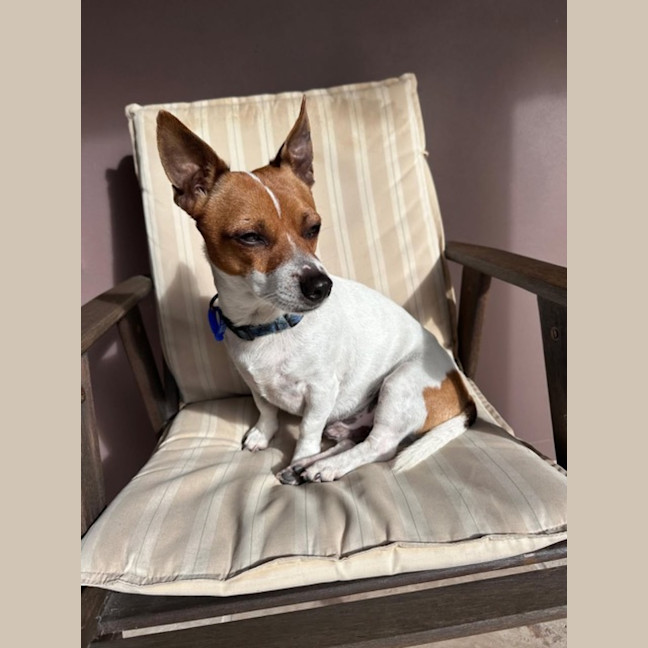 Photo of Poh   3 Year Old Fox Terrier