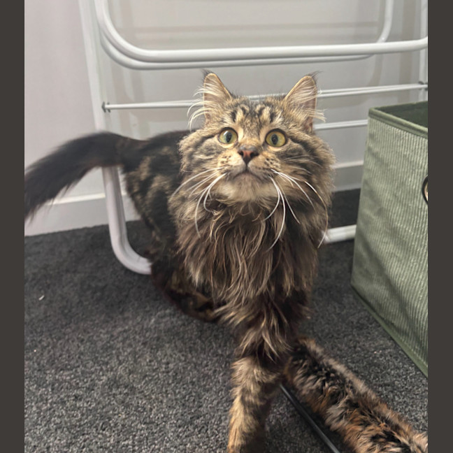 Photo of Dill Pickle