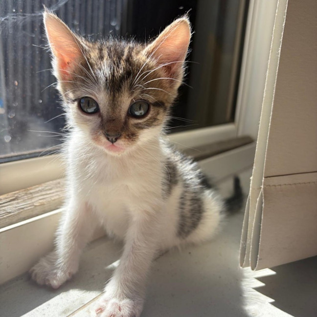 Photo of Posey