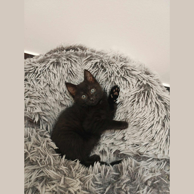 Photo of Penny