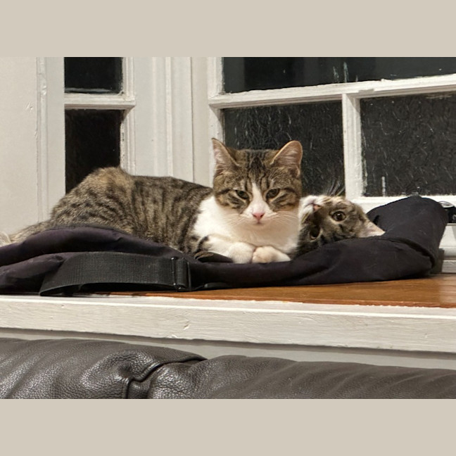 Photo of Cherry And Blossom