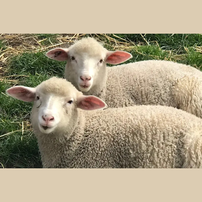 Photo of Rescue Sheep
