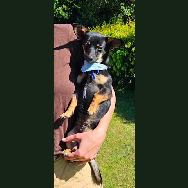 Photo of Alfie  9 Month Old Chihuahua X Dachshund 