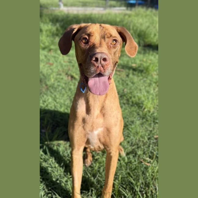 Photo of Peanut