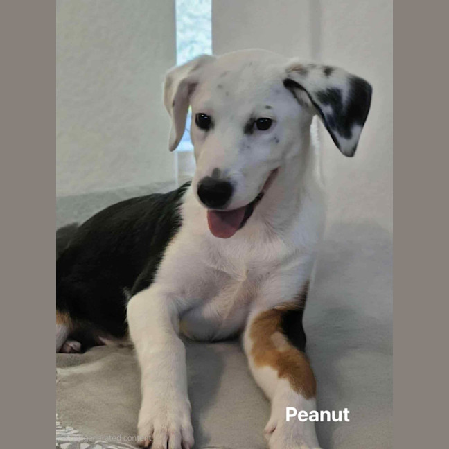 Photo of Peanut