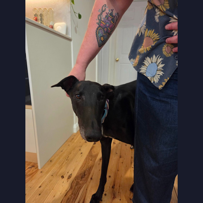 Photo of Jay, The Greyhound