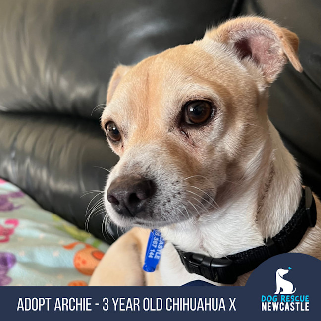 Photo of Archie   3 Year Old Chihuahua X Jack Russell