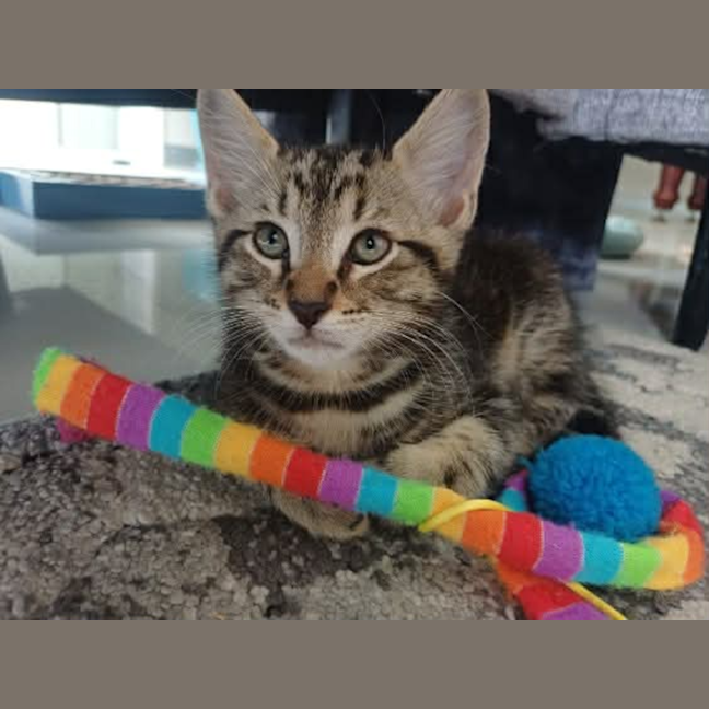 Photo of Tigger
