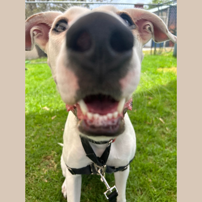 Photo of Chippie