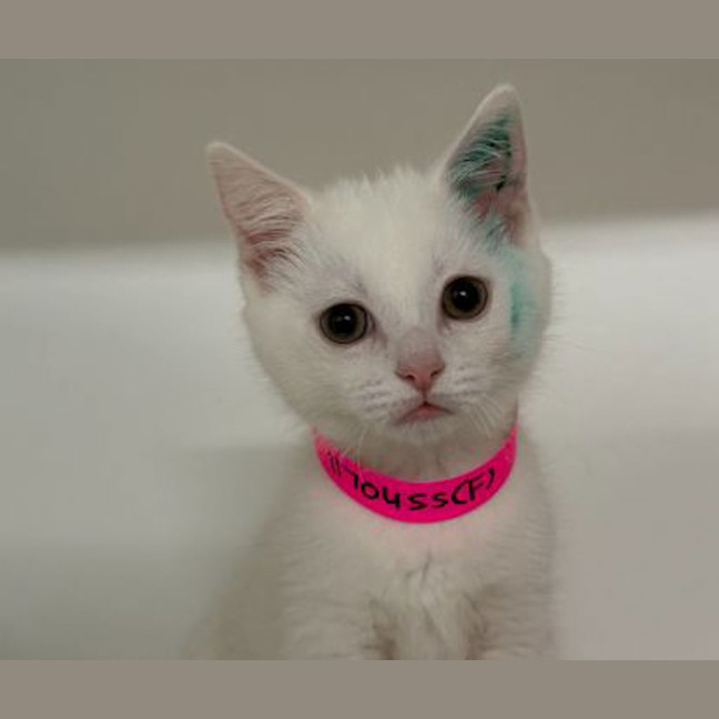 Photo of Mew