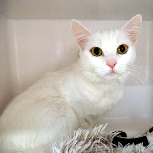 Photo of Belle Sta014502