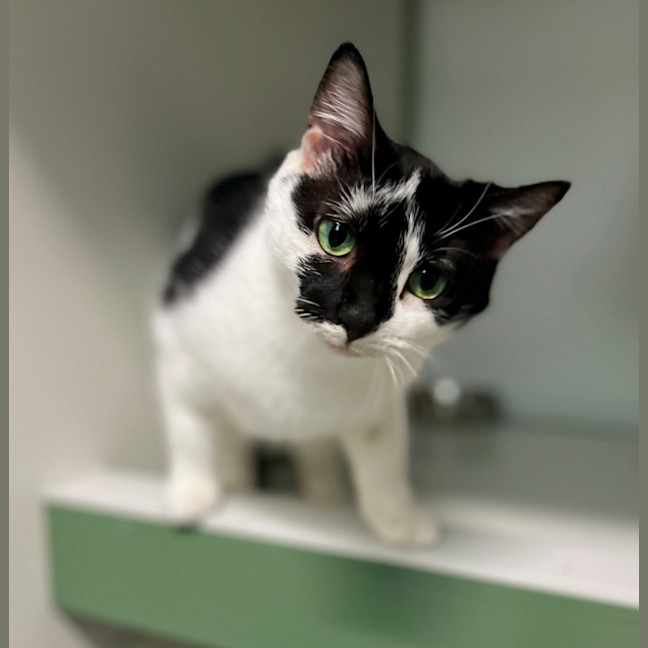 Photo of Annie