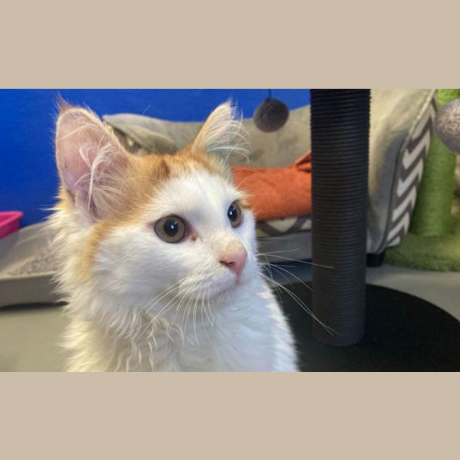 Photo of Mango