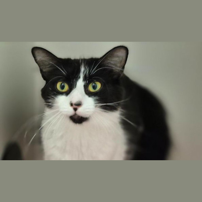 Photo of Cleo