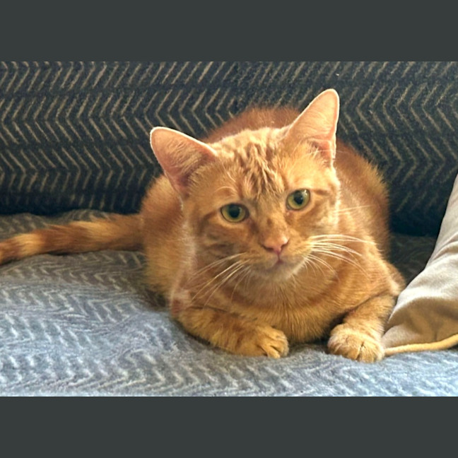 Photo of Cheddar