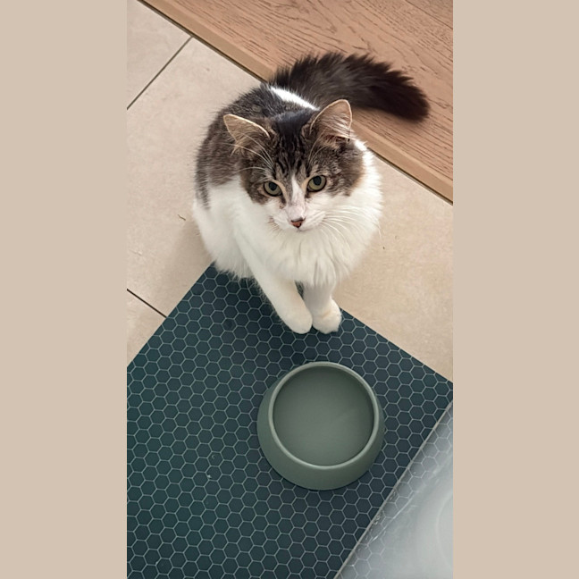 Photo of Atlas