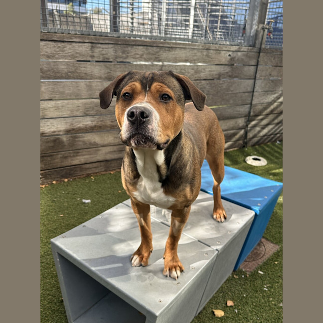 Photo of Dash