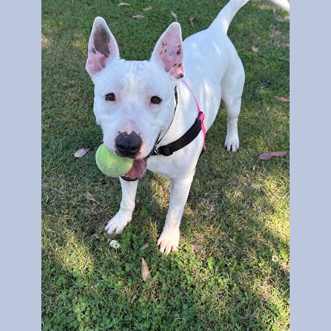 Photo of Dudley