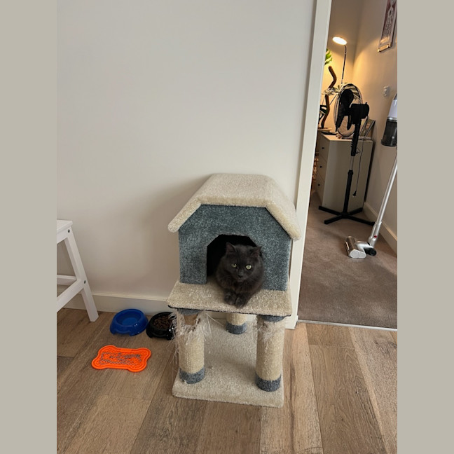 Photo of Gracie *9 Lives Project Rescue*