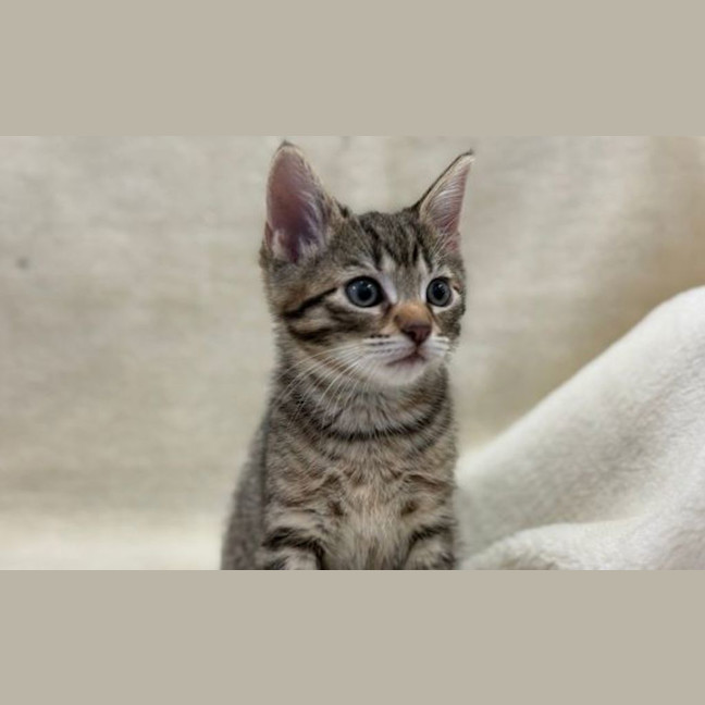 Photo of Burrito