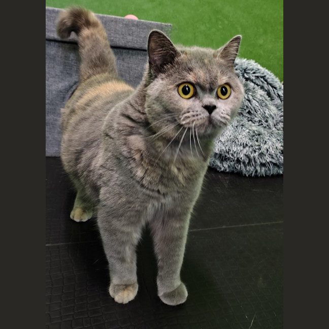 Photo of Violet