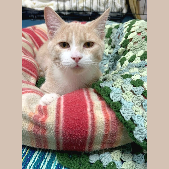 Photo of Creamy Alfredo