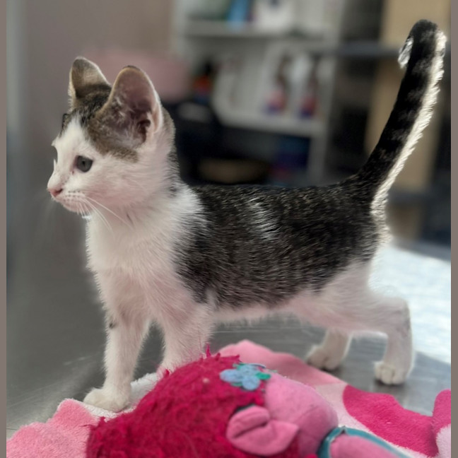 Photo of Mazda (8923)