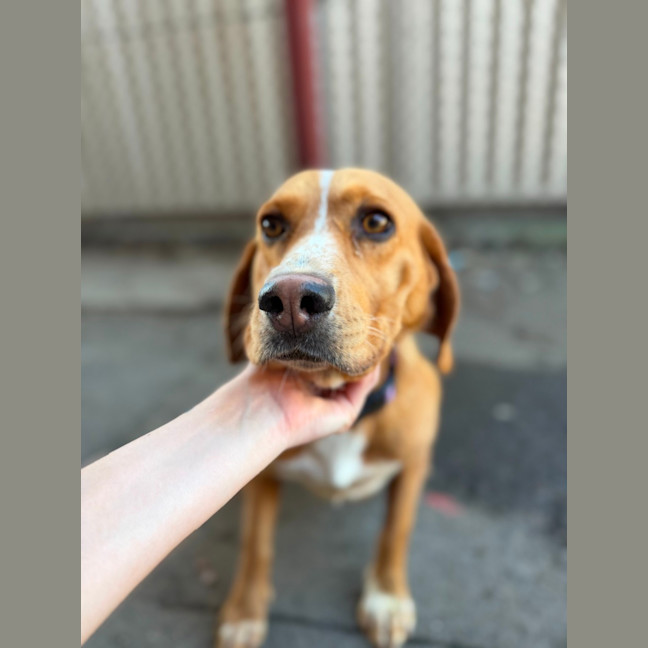 Photo of Daisy