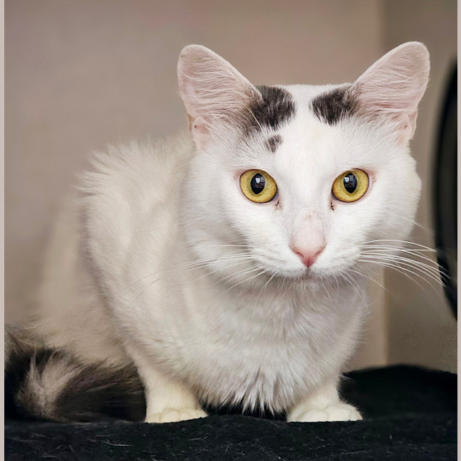 Photo of Casper 