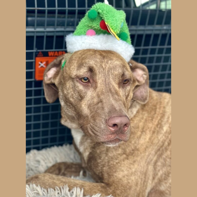 Photo of Scooby