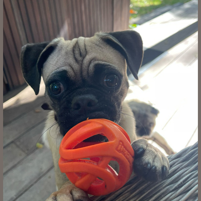 Photo of Freddie 🐶