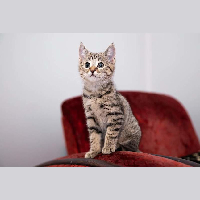Photo of Loki