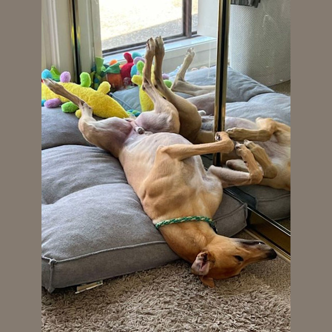 Photo of Bob, The Greyhound