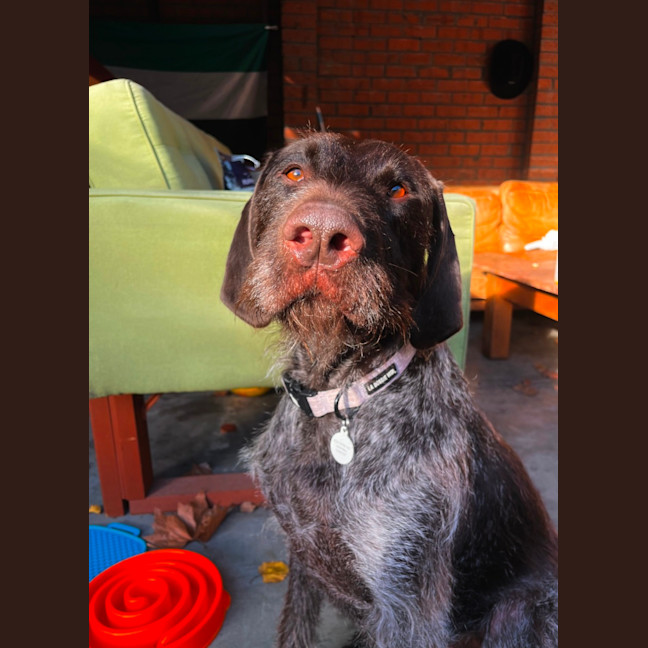 Photo of Forrest