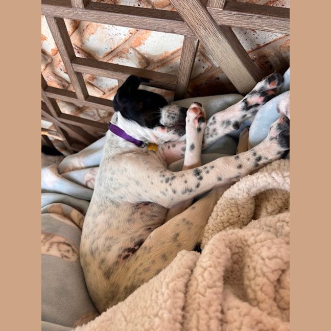 Photo of Stella