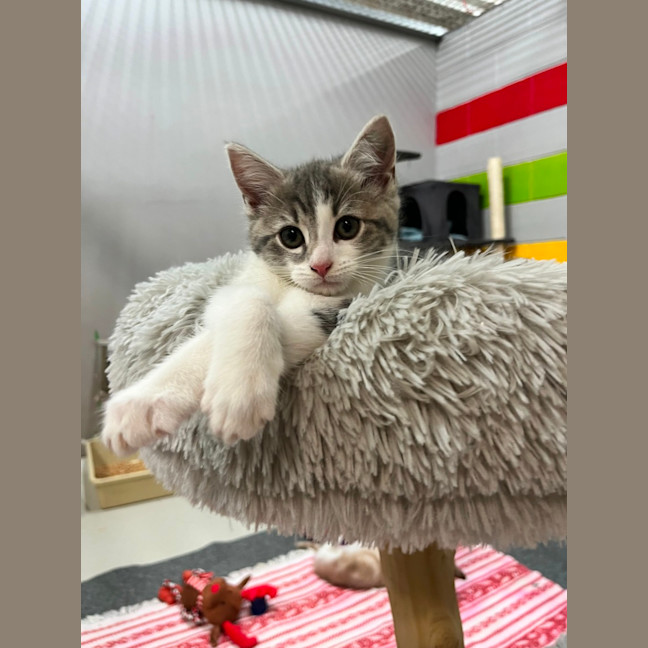Photo of Loki