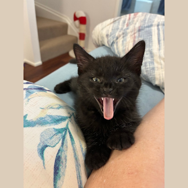 Photo of Eli & Salem   9 Week Old Domestic Short Hair