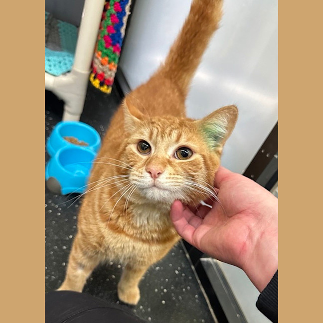 Photo of Donut