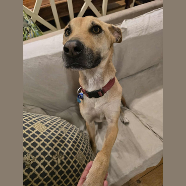 Photo of Mia   2 Year Old Kelpie X