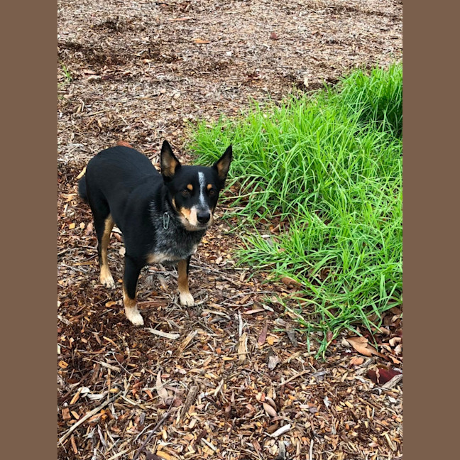 Photo of Patches 