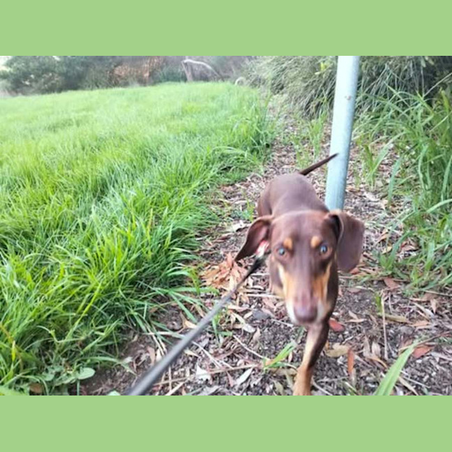 Photo of Rosie