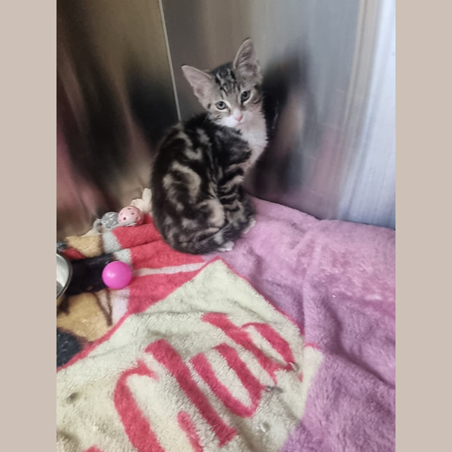 Photo of Pip